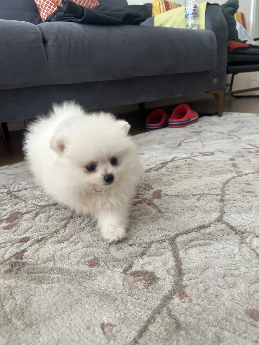 Померанский шпиц Бу, 3 месяца.