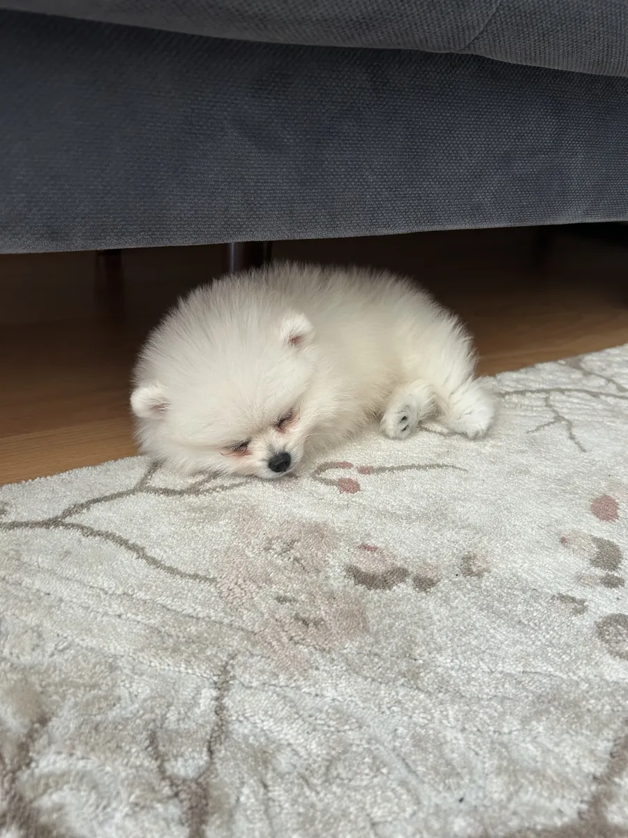 Померанский шпиц Бу, 3 месяца.