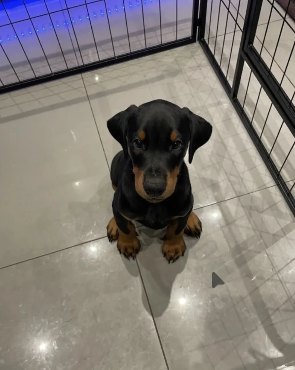 Hermosos Doberman disponibles