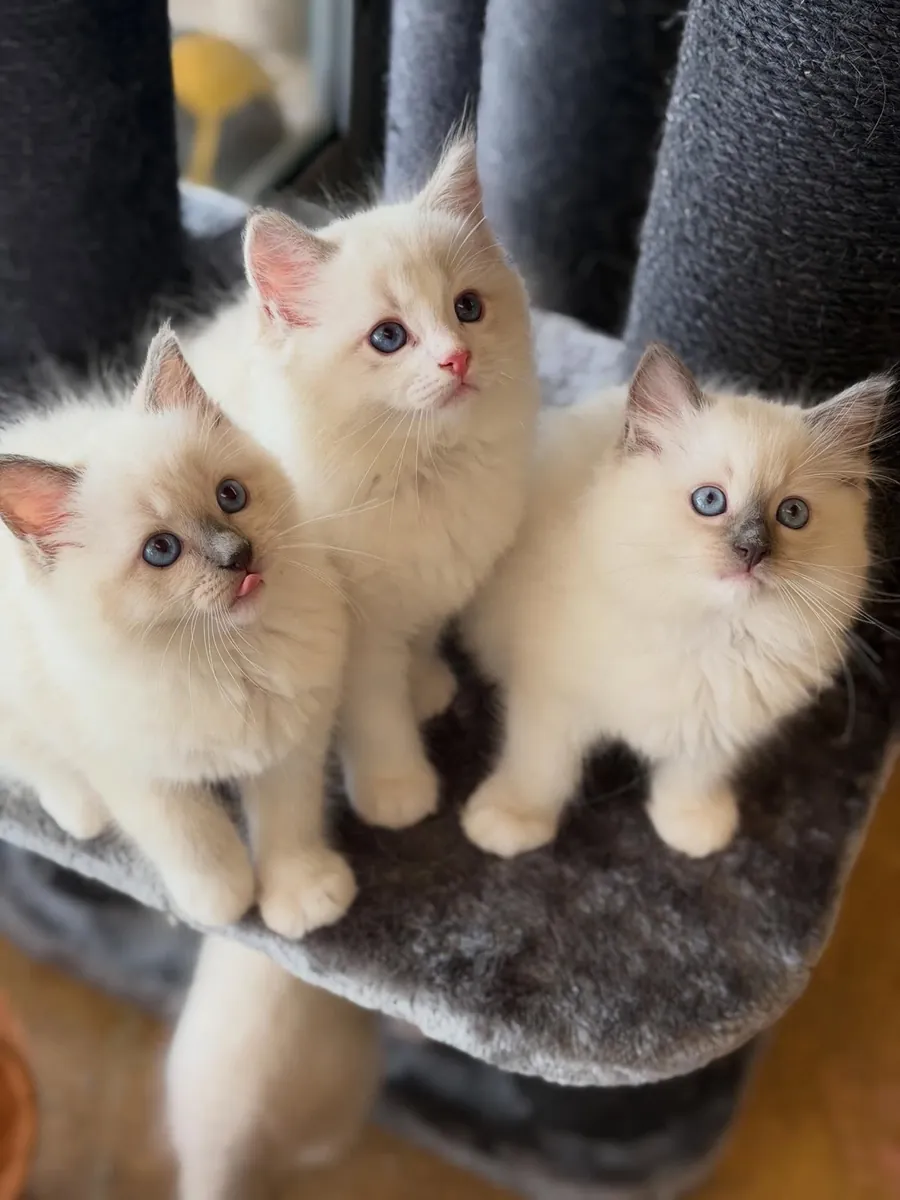 Gatitos Ragdoll