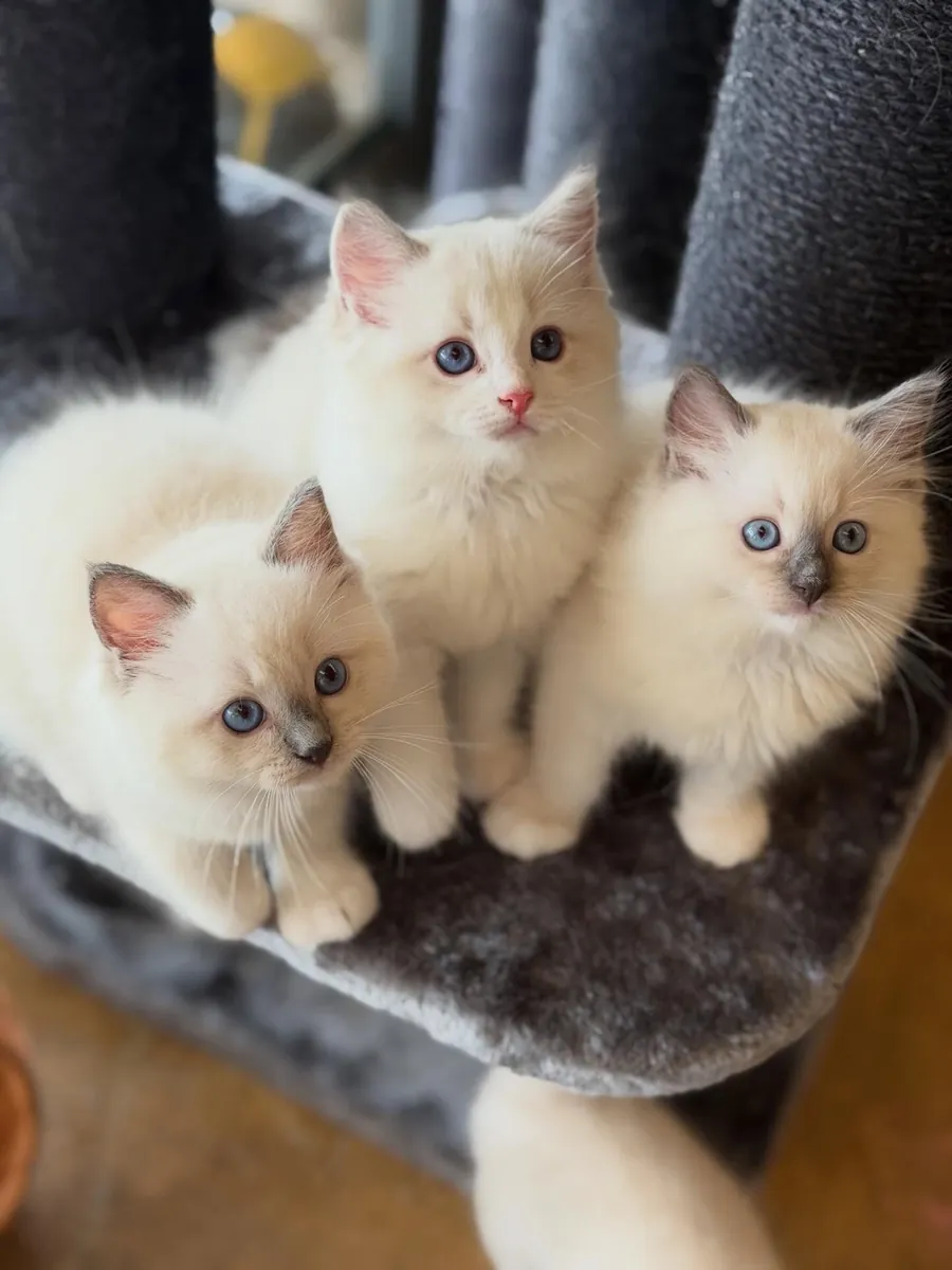 Gatitos Ragdoll