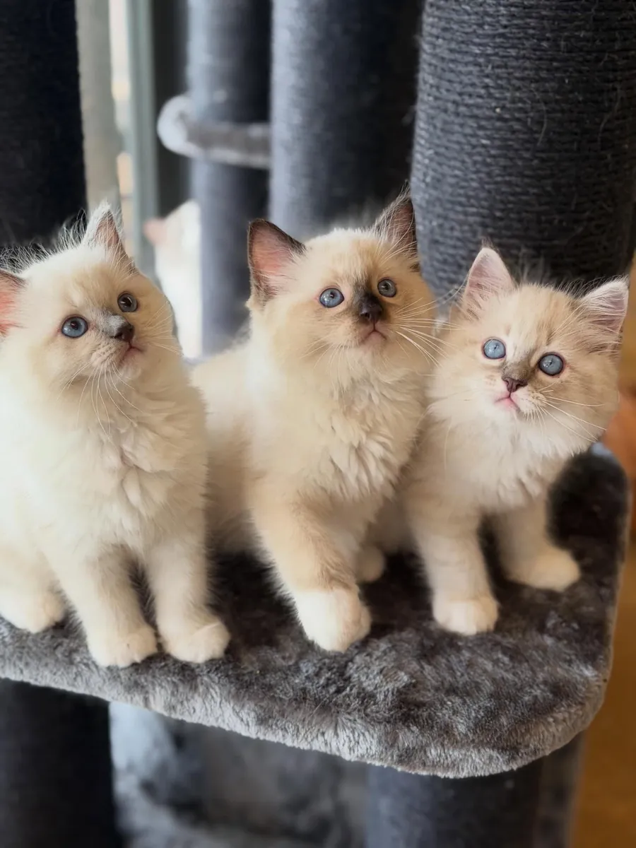 Gatitos Ragdoll