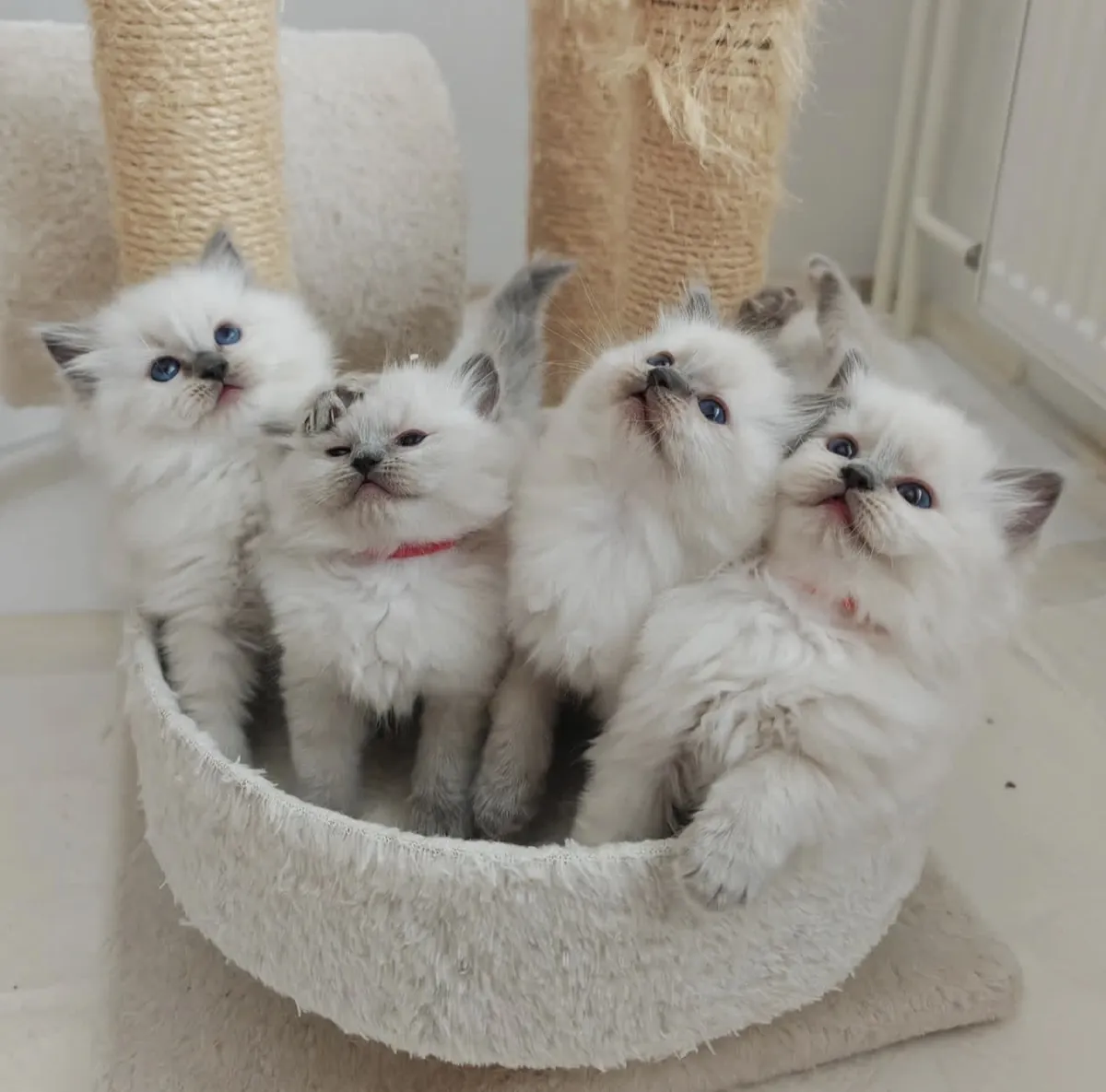 Chaton Ragdoll avec pedigree