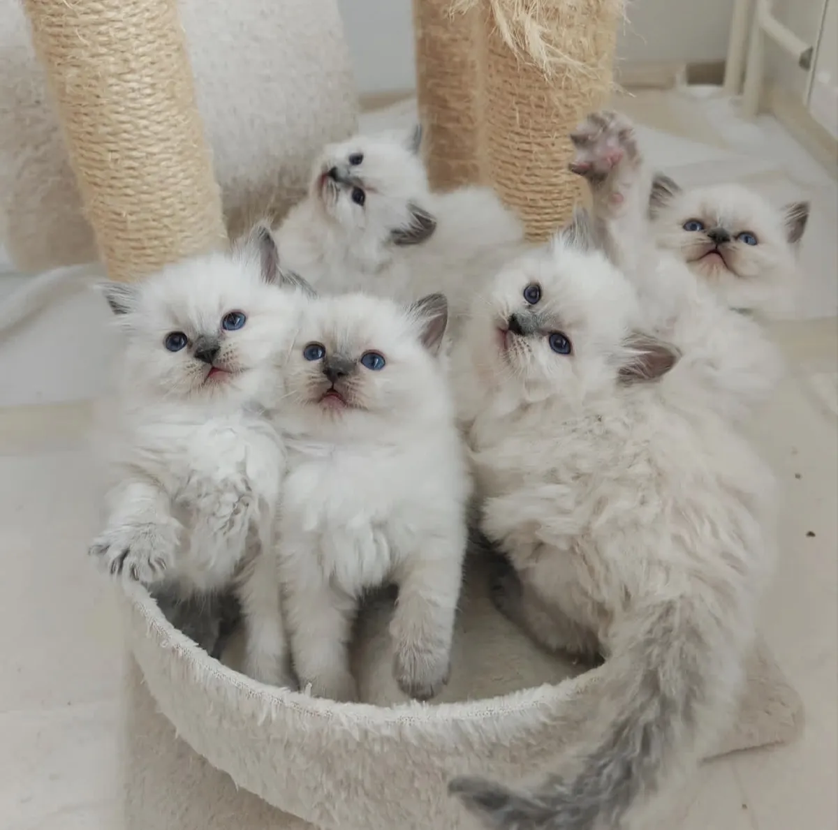 Chaton Ragdoll avec pedigree