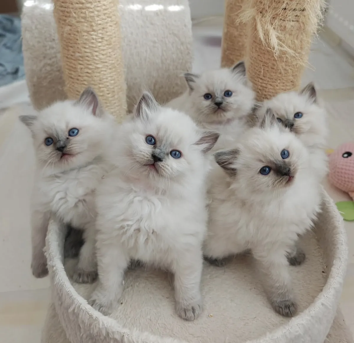 Chaton Ragdoll avec pedigree