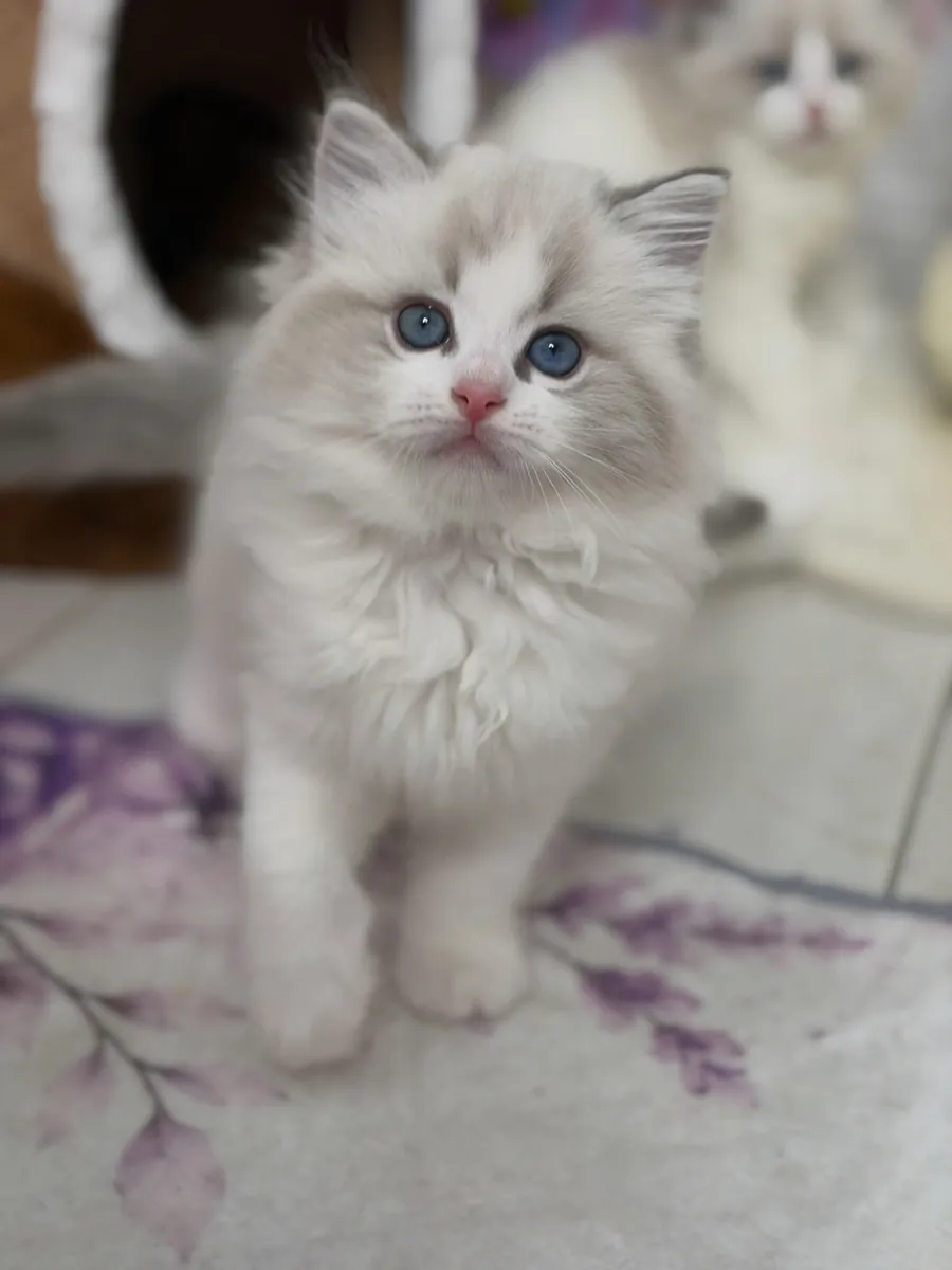 可爱的布偶猫小猫