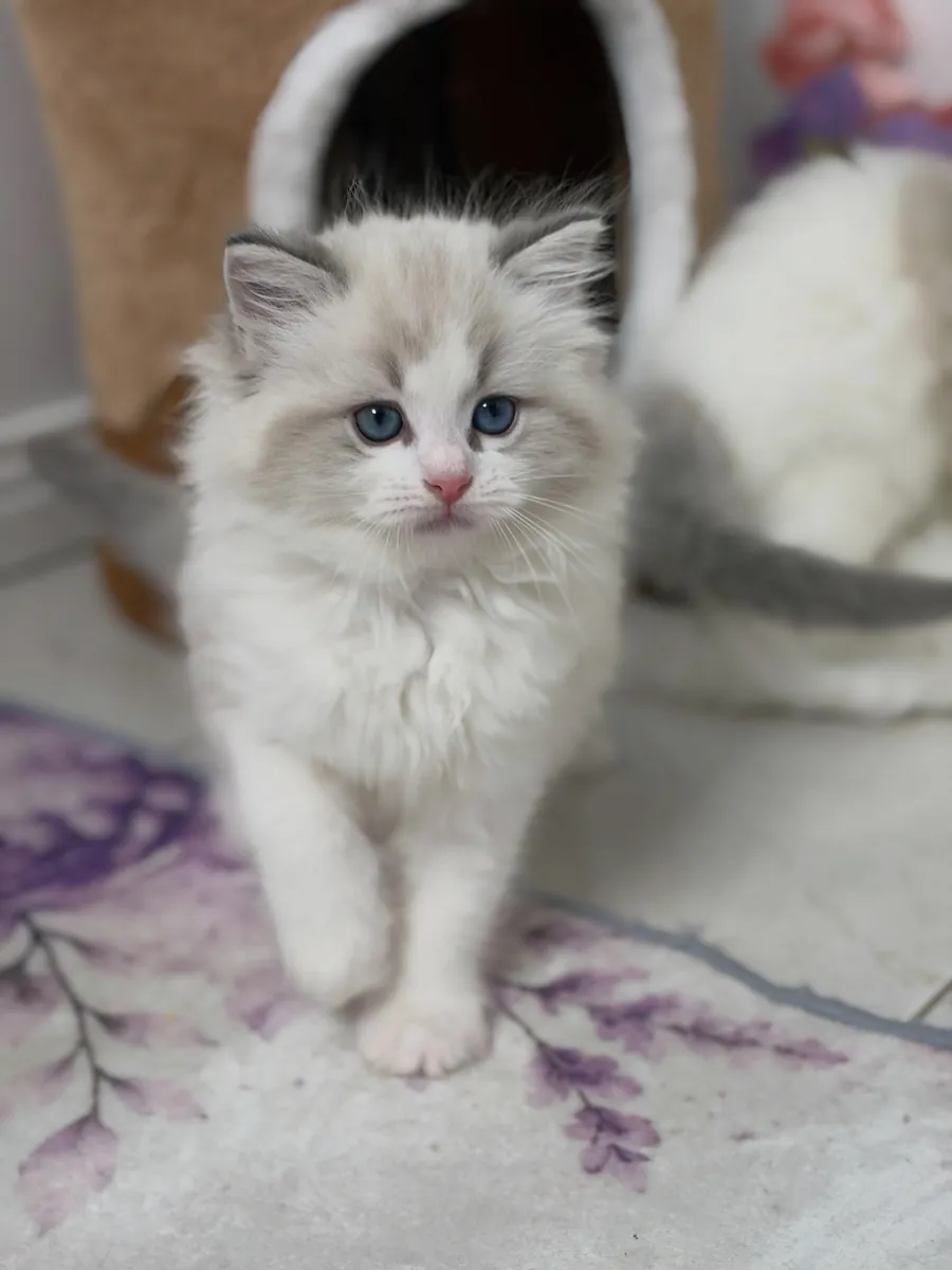 可爱的布偶猫小猫