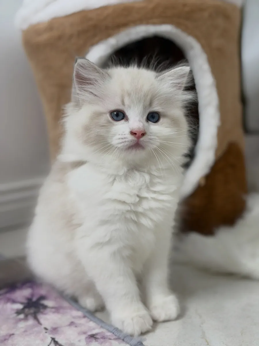 可爱的布偶猫小猫