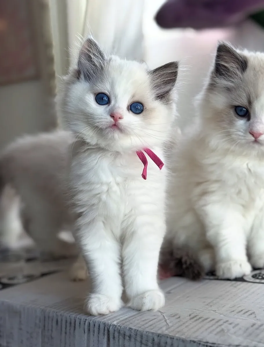 милые котята Рэгдолл