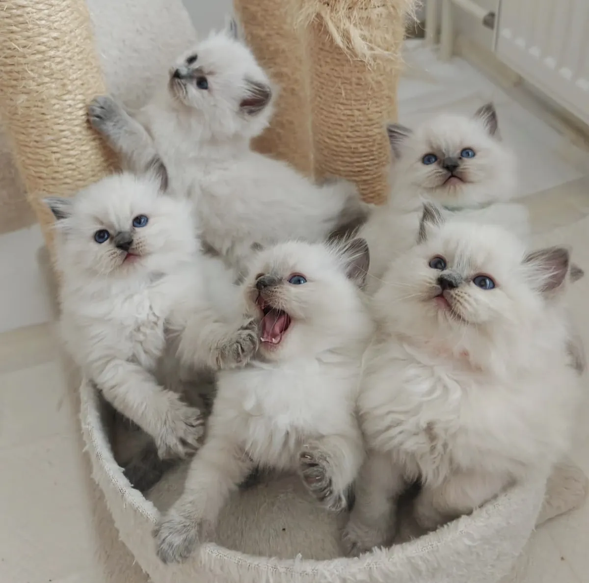 Chaton Ragdoll à adopter