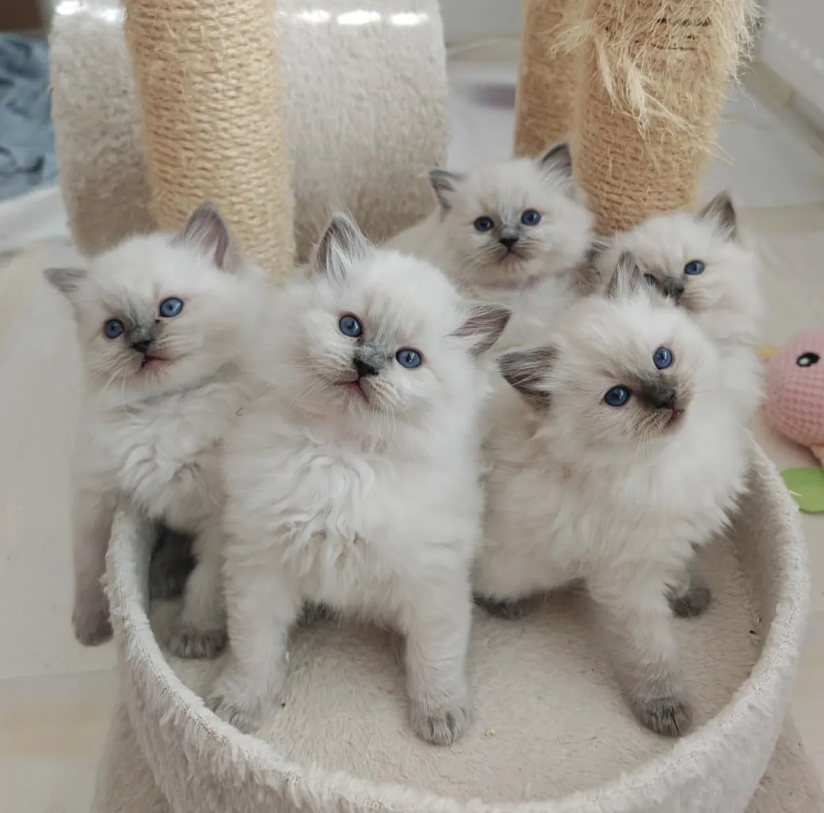Chaton Ragdoll à adopter