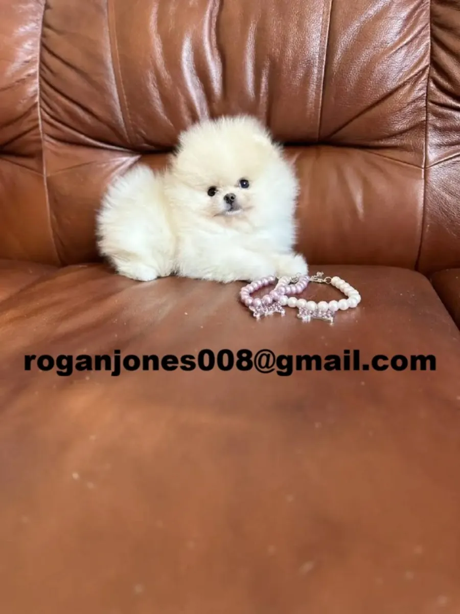 Супер маленькие щенки померанского шпица (Pomeranian) доступны сразу