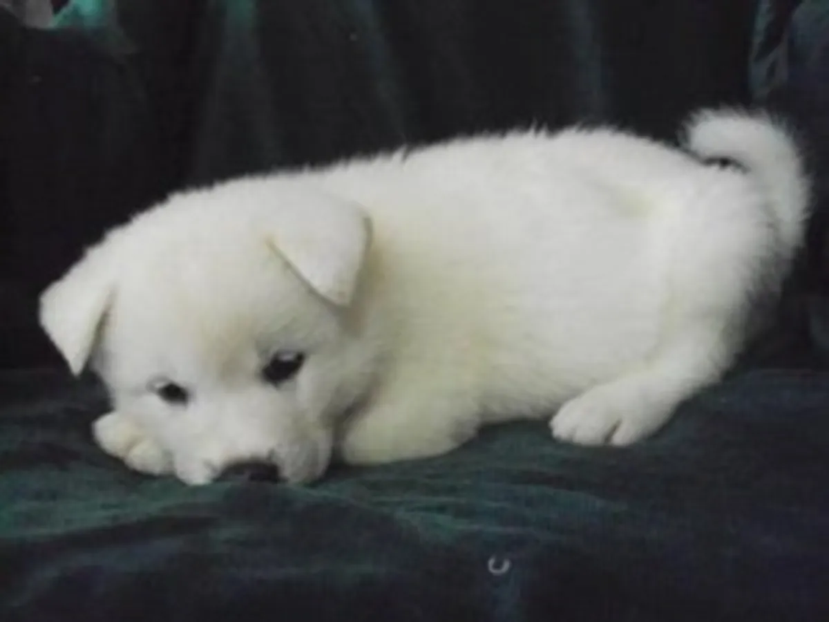 Chiots Akita doux et affectueux à adopter
