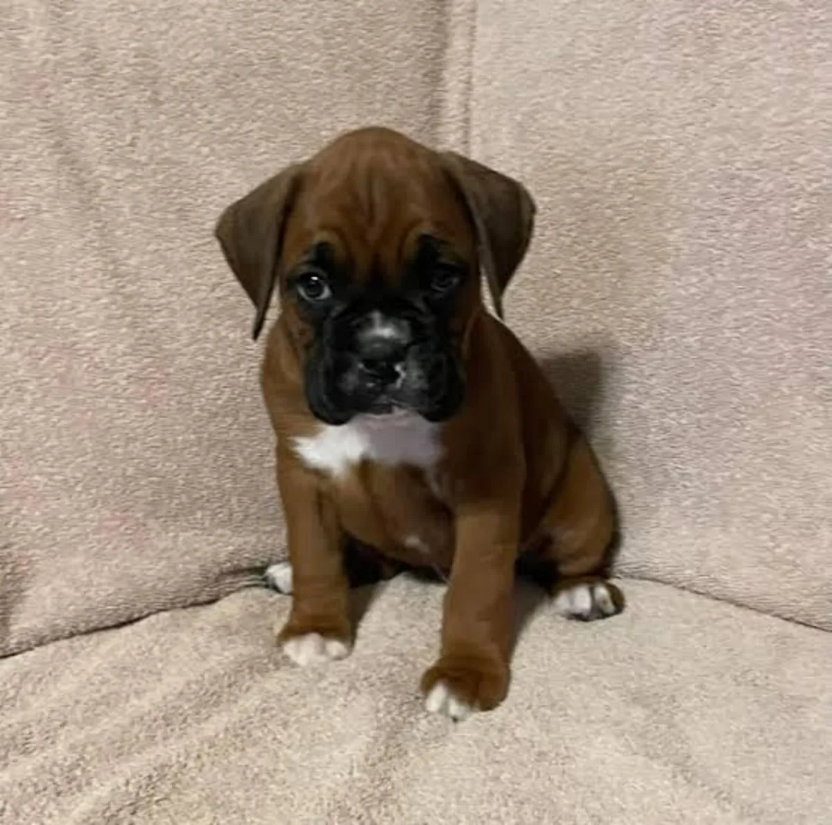 Adorables chiots boxers élevés à la maison disponibles à l'adoption