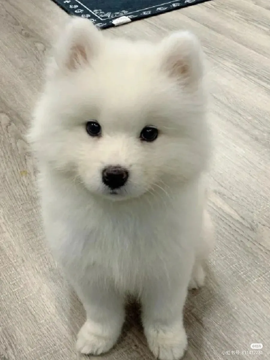 Encantadores cachorros Samoyedo buscan un hogar especial