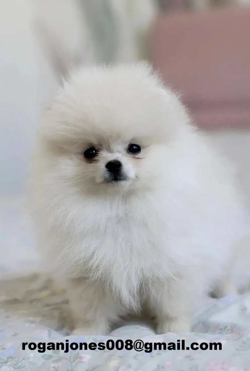 Preciosos cachorros Pomerania buscan un nuevo hogar