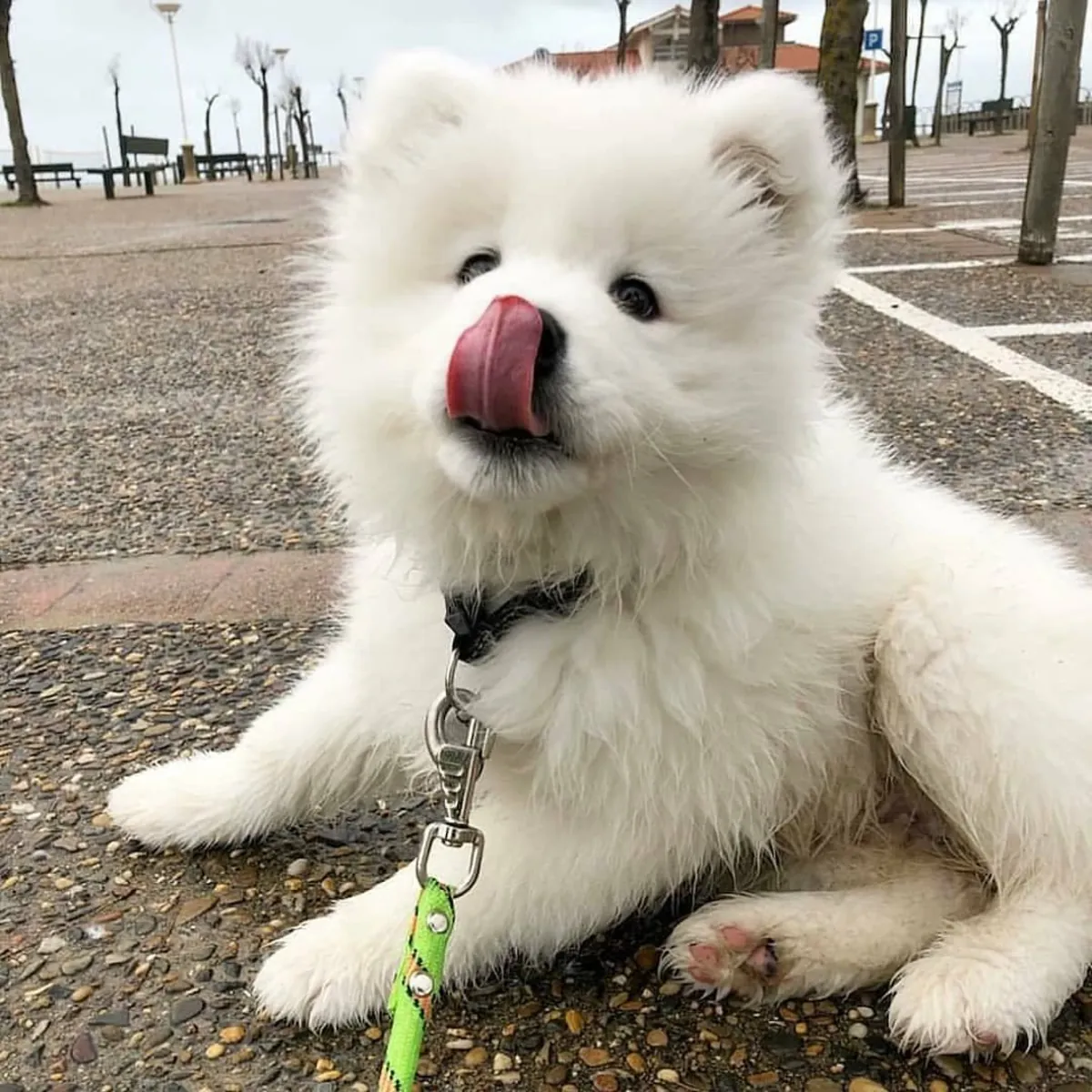 Hermosos Samoyedos buscan personas que los quieran para siempre