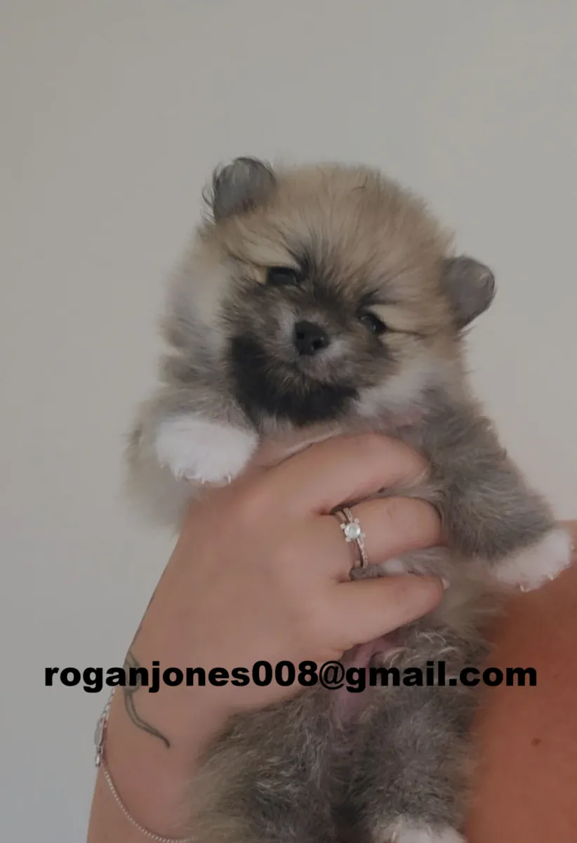 AKC kayıtlı 'Teddy' tipi pomeranian