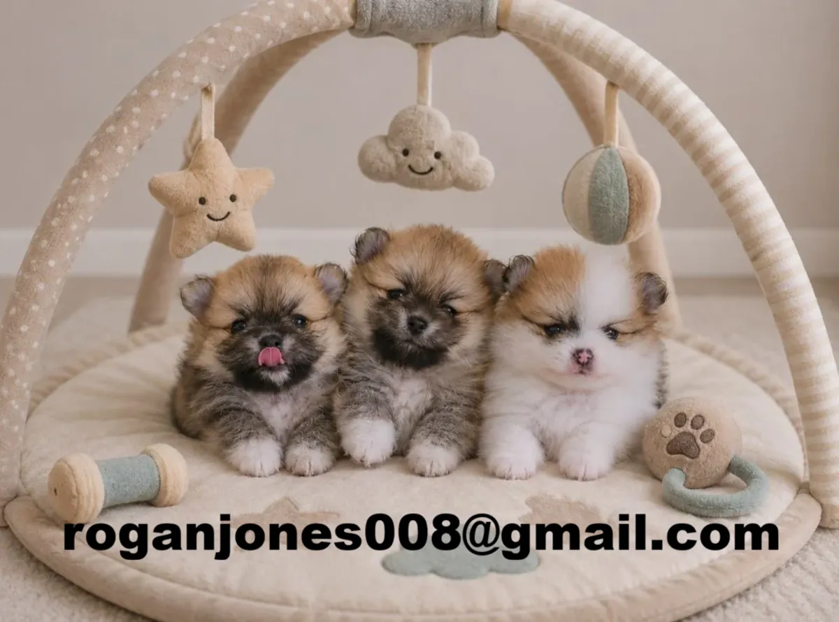 Szczenięta szpica miniaturowego (typu „teacup”) z rodowodem AKC