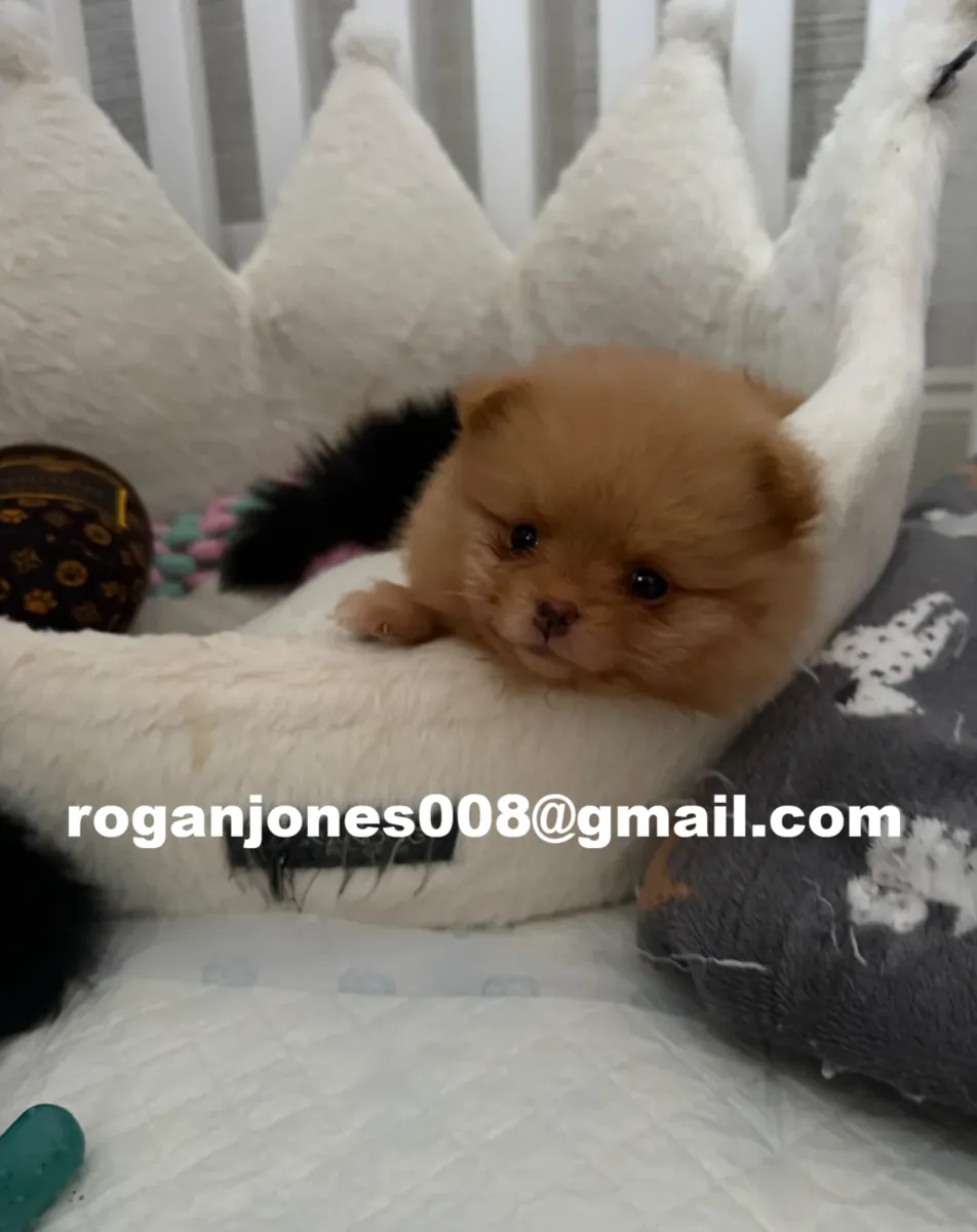Cachorros pomerania alegres disponibles (variedad Teacup)