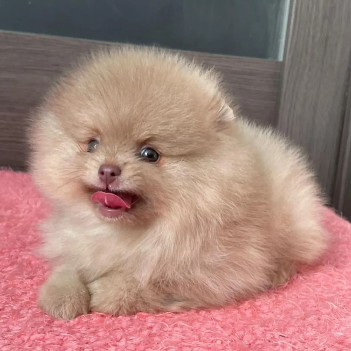 Adopta edası Pomeranya yavruları
