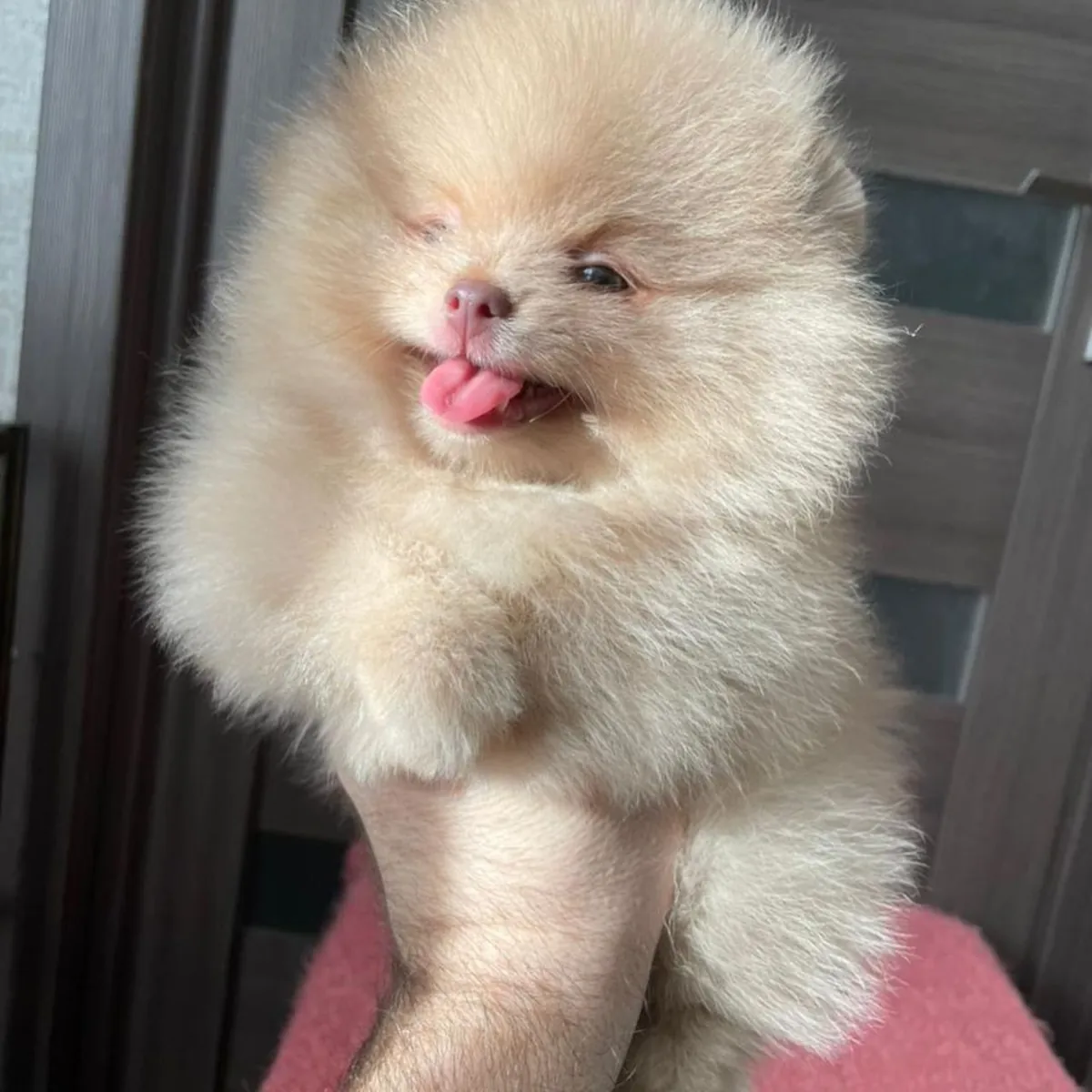 Adopta edası Pomeranya yavruları