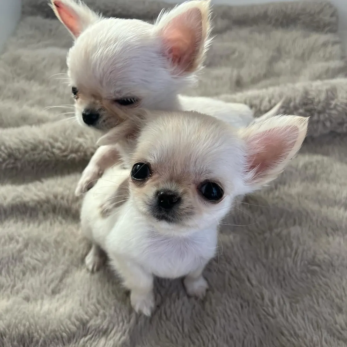 Preciosos cachorros de Chihuahua muy mimados