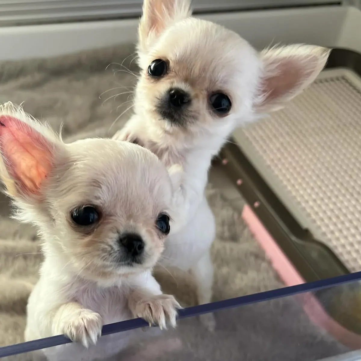 Preciosos cachorros de Chihuahua muy mimados