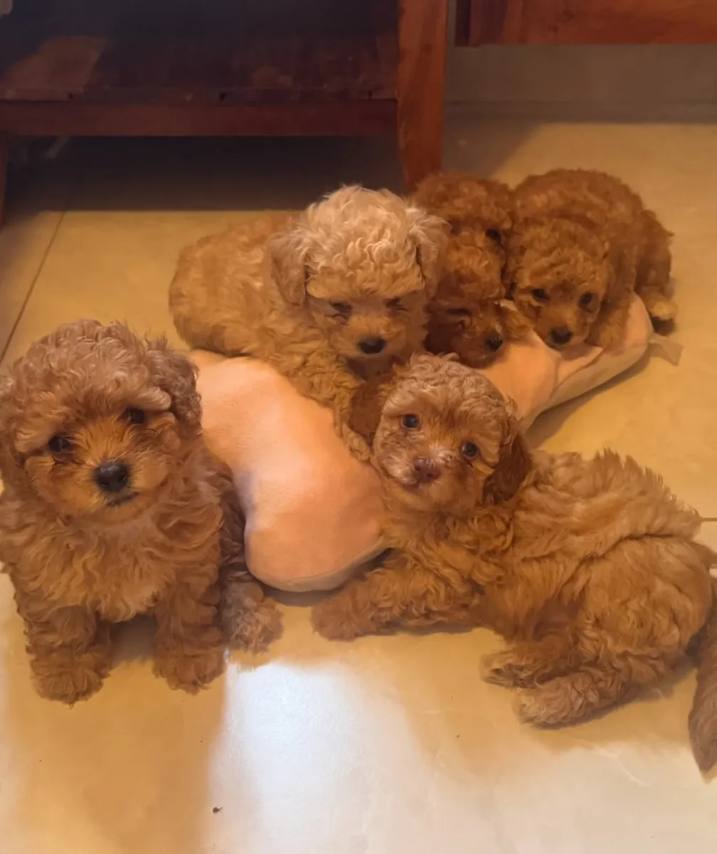 Sevimli poodle yavruları evlat edinme için