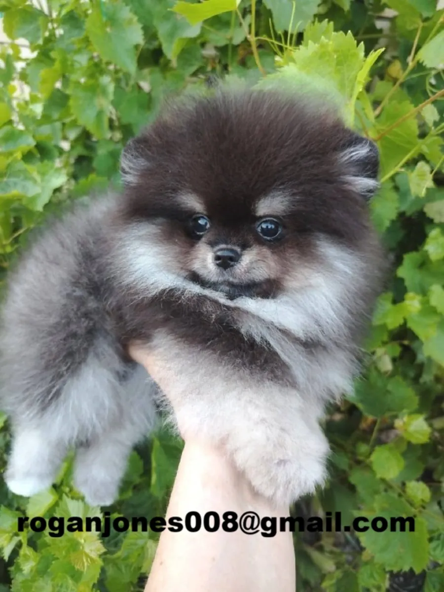 Chiots poméraniens disponibles
