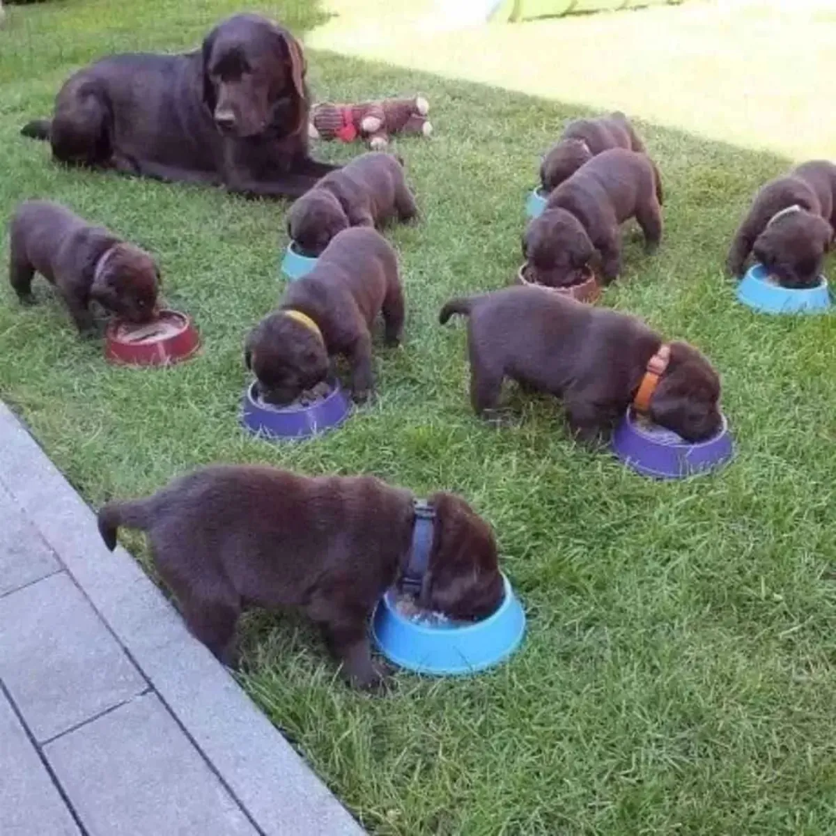 Labrador Retriever