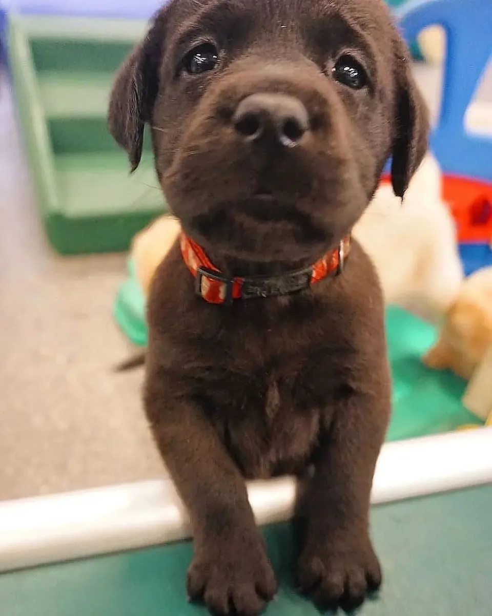 Maravillosos cachorros de Labrador Retriever en venta