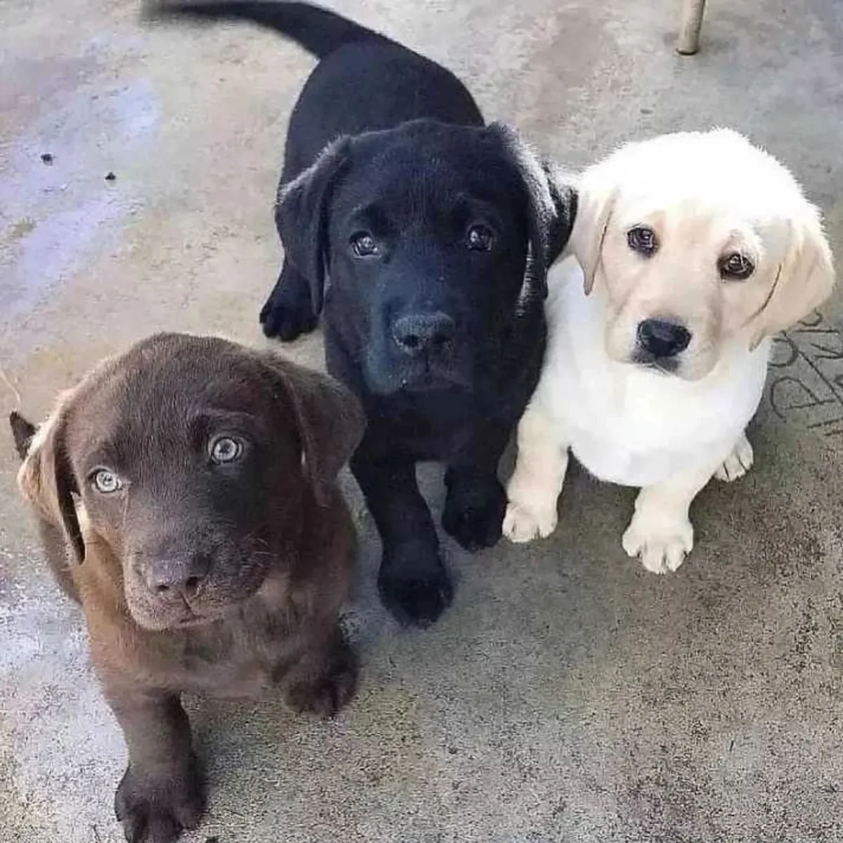 Maravillosos cachorros de Labrador Retriever en venta