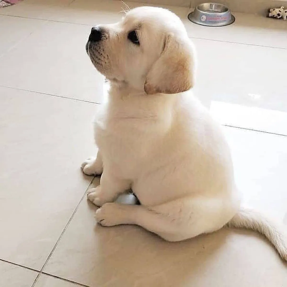Labrador Retriever Yavruları