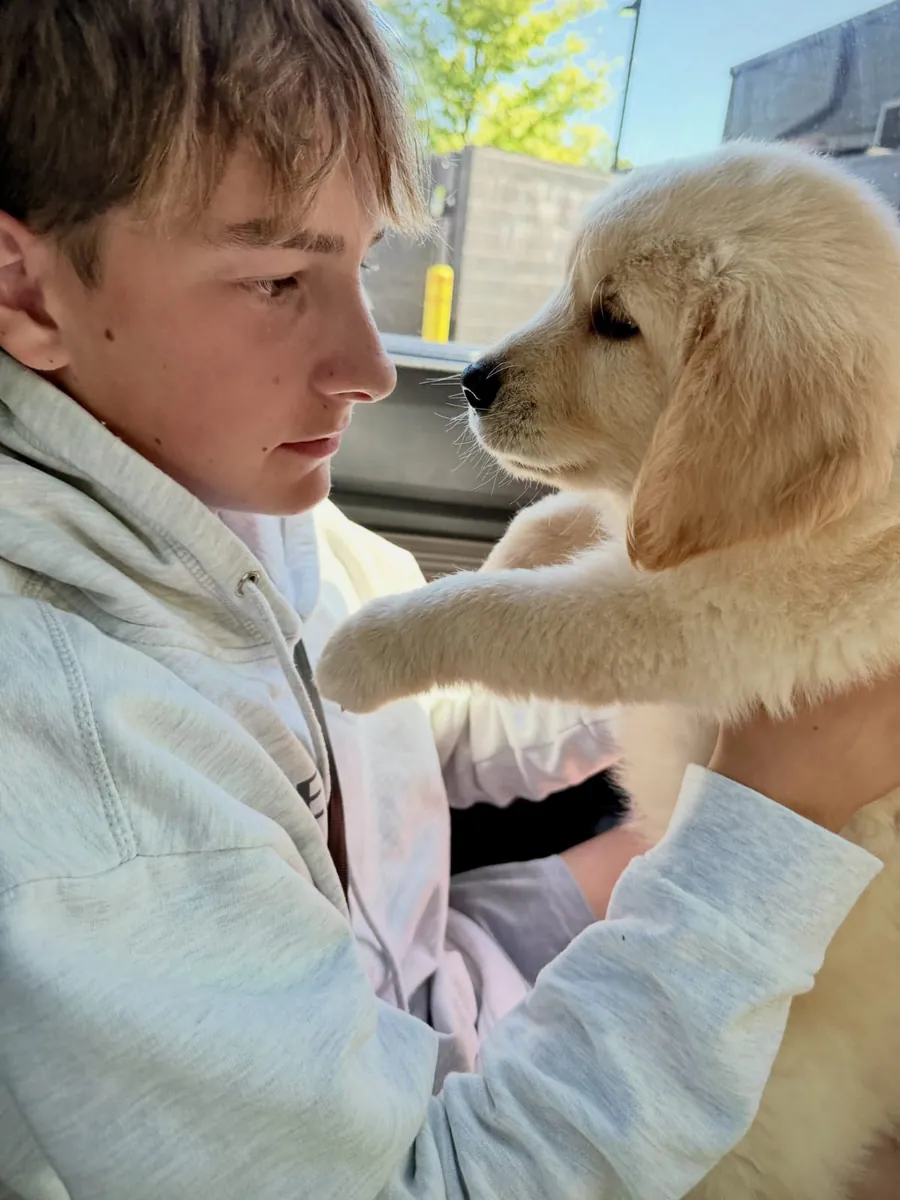 Cachorros de Golden Retriever (machos y hembras) disponibles
