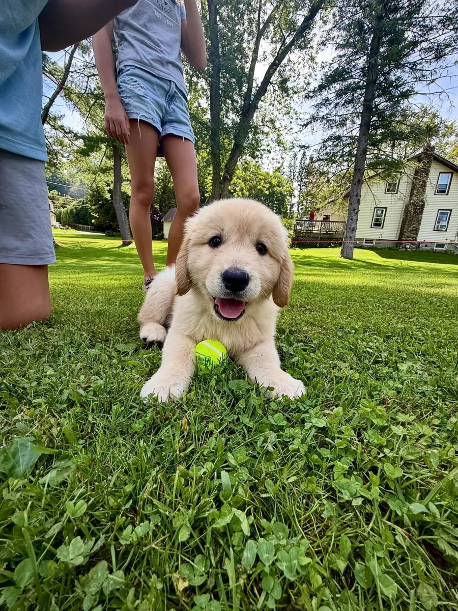 Cachorros de Golden Retriever (machos y hembras) disponibles