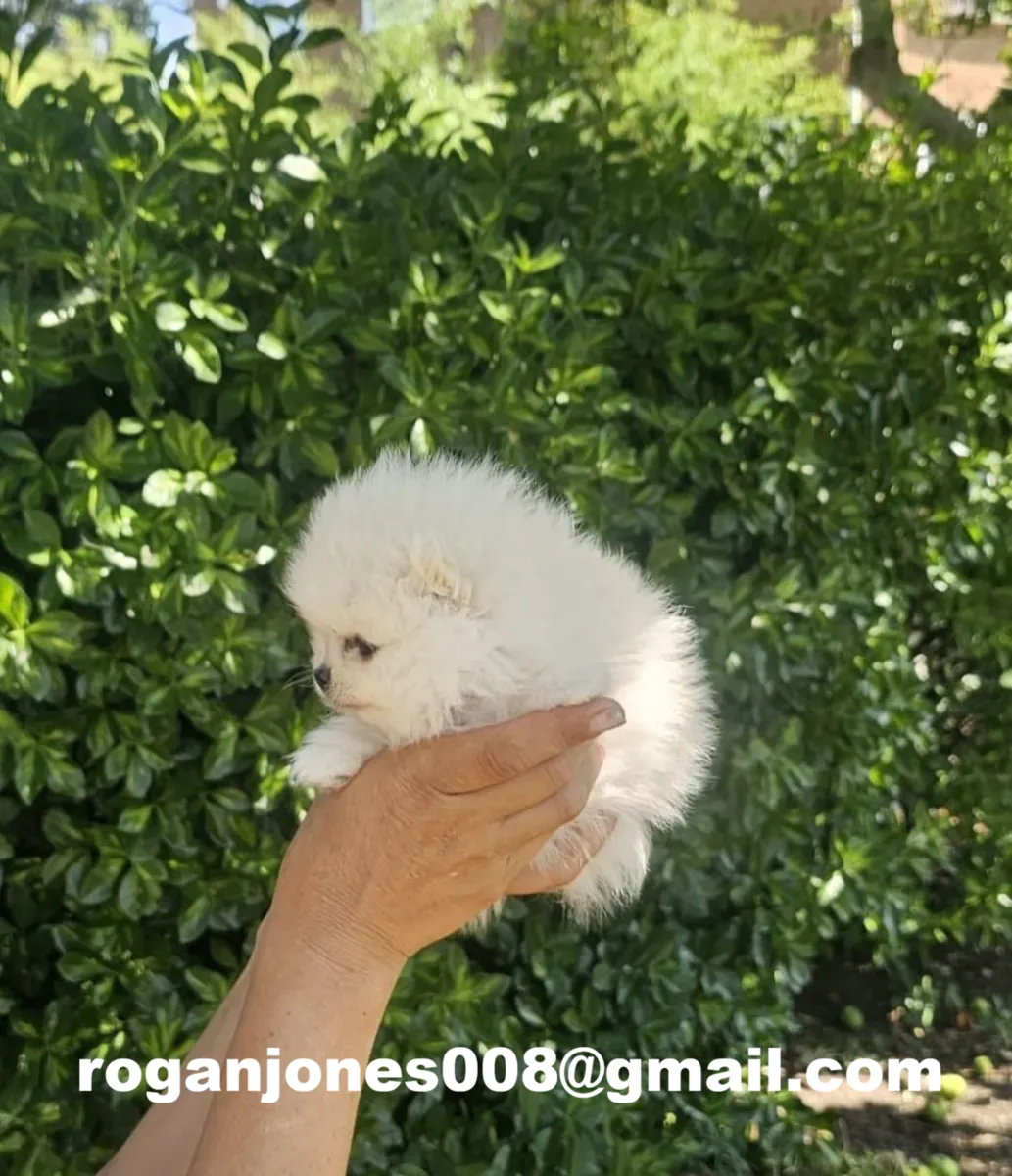 Charming et affectueux spitz nain