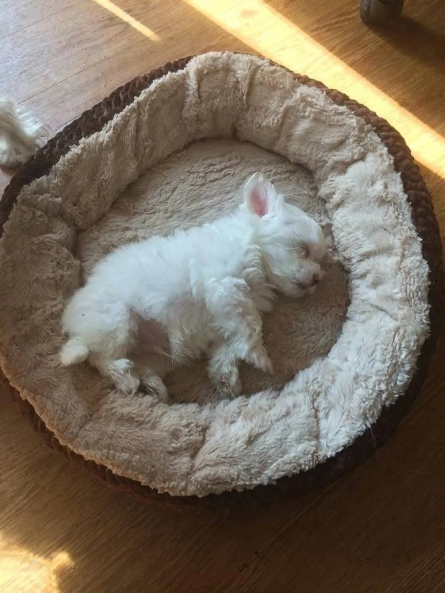 Disponibles preciosos y sanos cachorros de Bichón Maltés