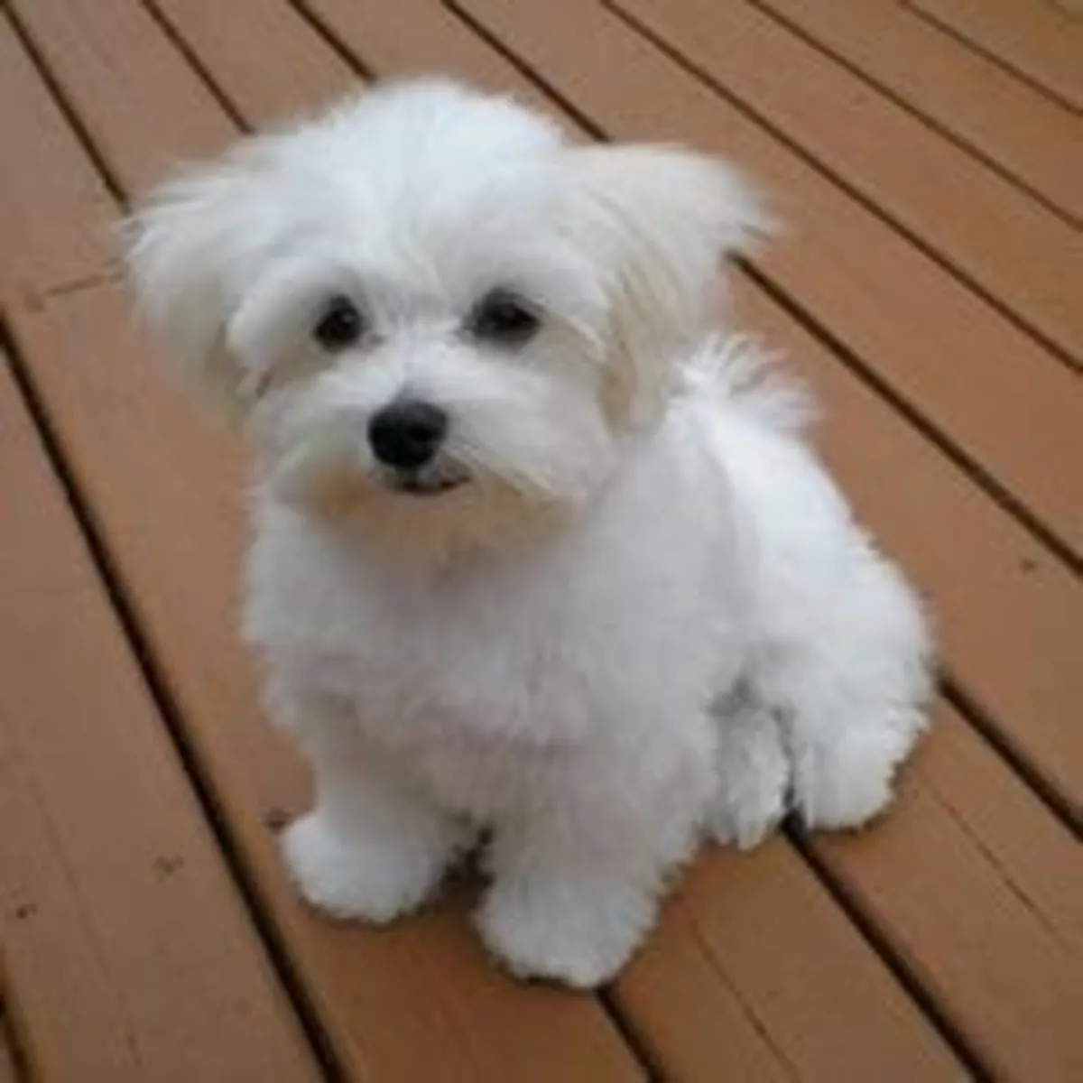 Cachorros de Bichón Maltés adorables