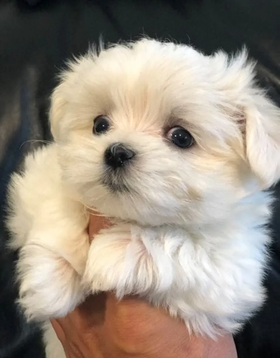¡Cachorrita maltesa con pedigrí excepcional lista para ser adoptada!