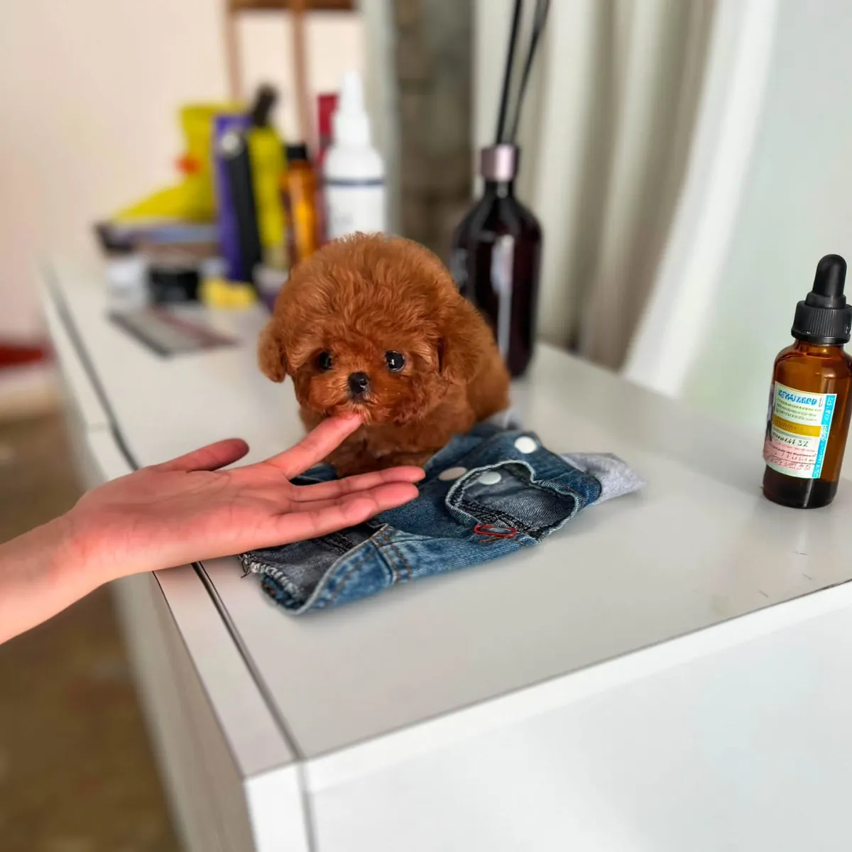 🐶❤️ Очаровательный Красный Самка Той Пудель – Лола