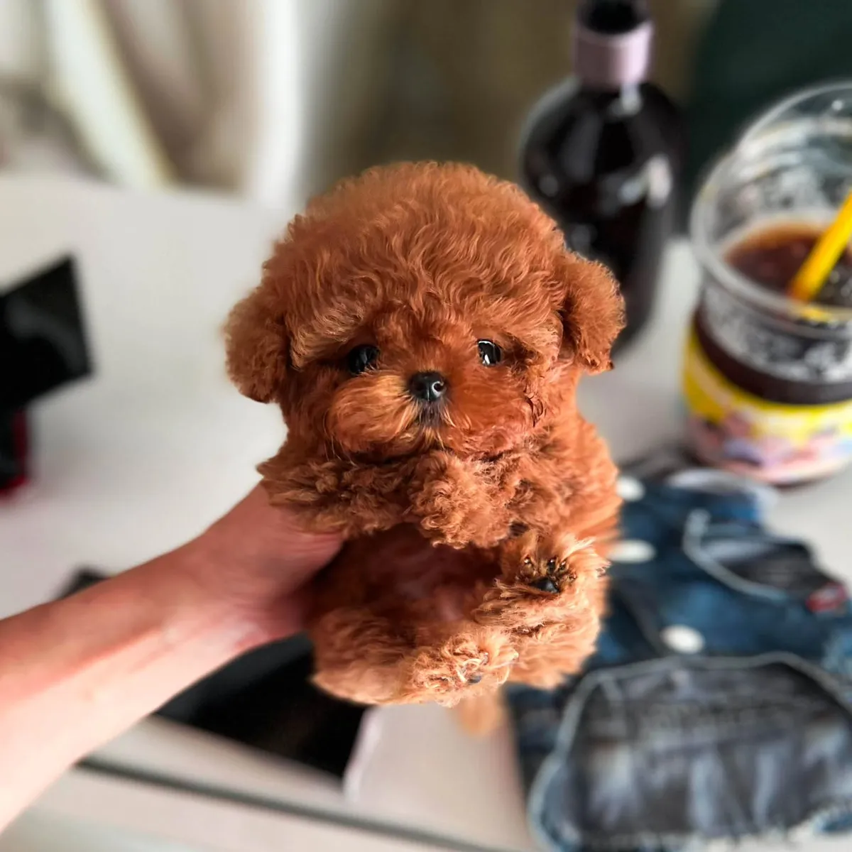 🐶❤️ Очаровательный Красный Самка Той Пудель – Лола