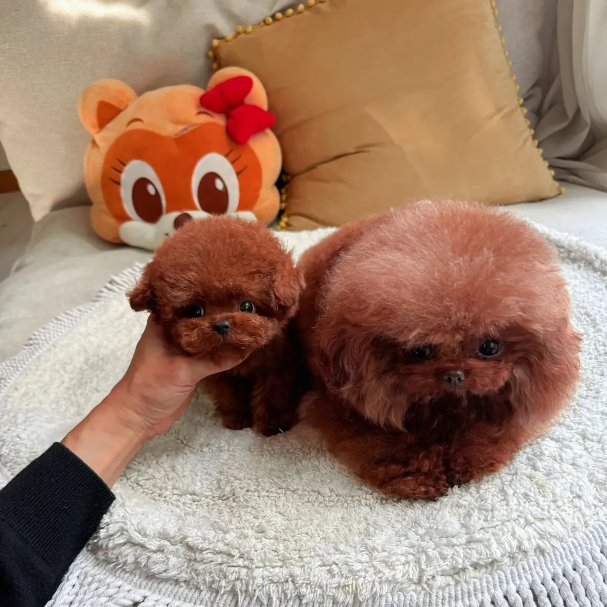 🐶❤️ Очаровательный щенок пуделя Джоджо и его любящая мама