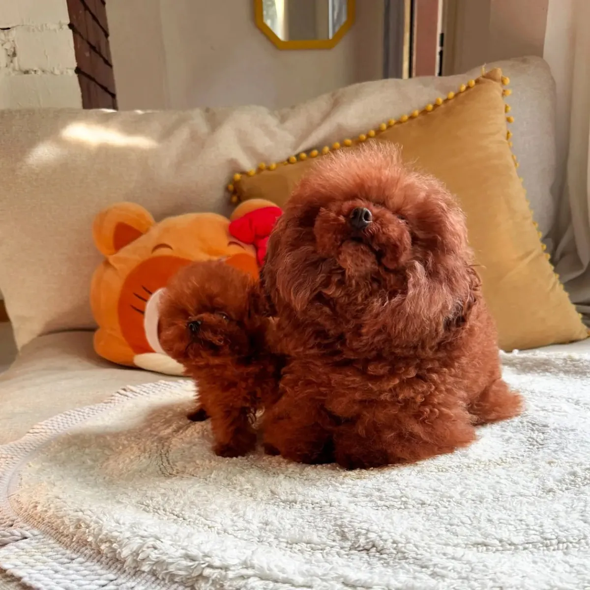 🐶❤️ Очаровательный щенок пуделя Джоджо и его любящая мама