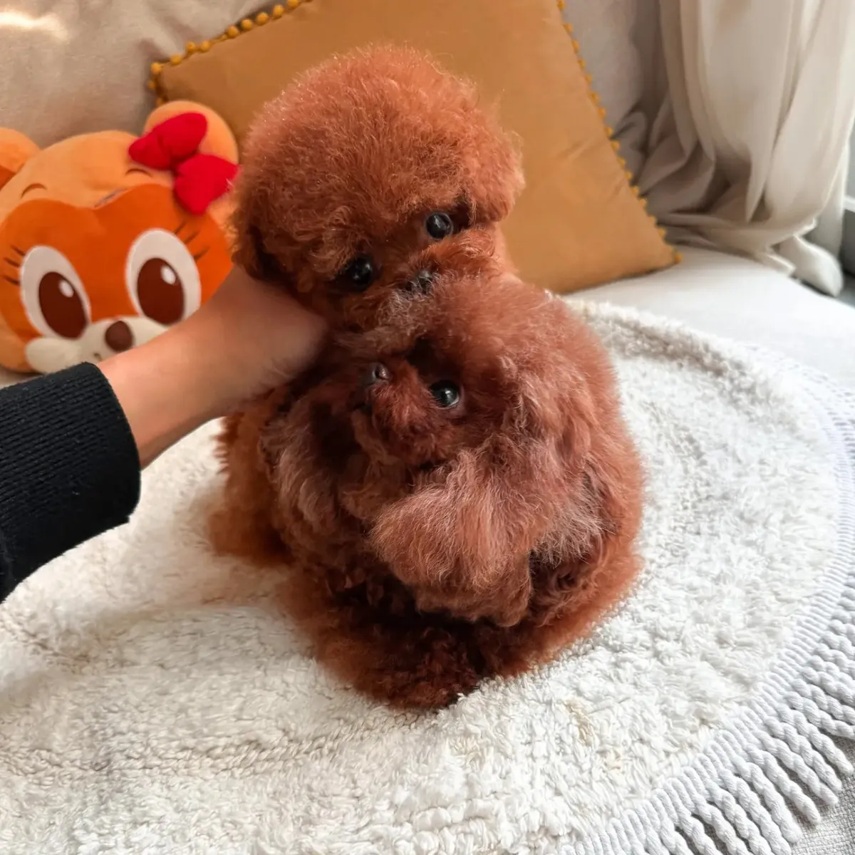 🐶❤️ Очаровательный щенок пуделя Джоджо и его любящая мама
