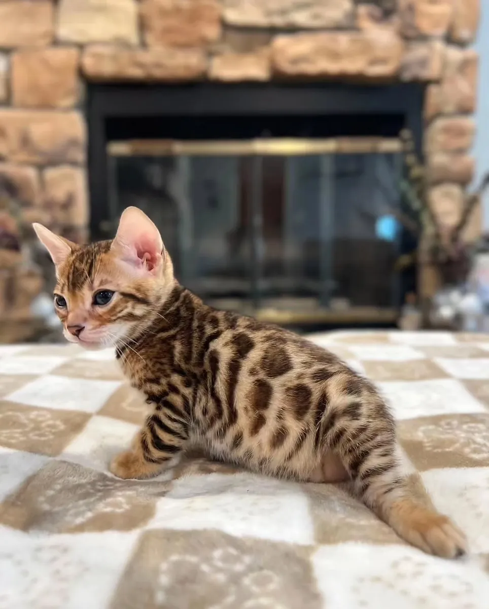 Bengal Kedisi
