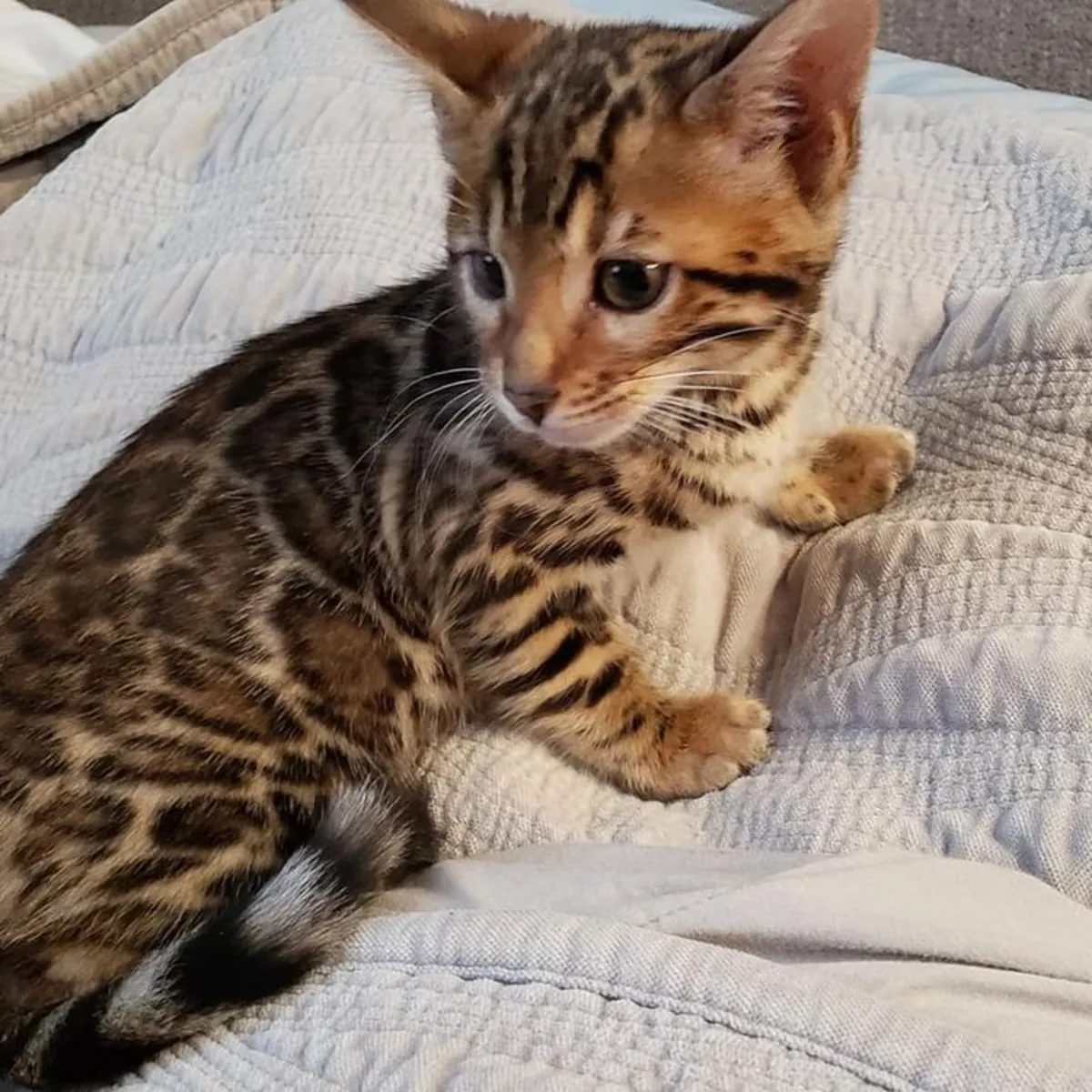 Espectaculares gatitos de raza bengalí