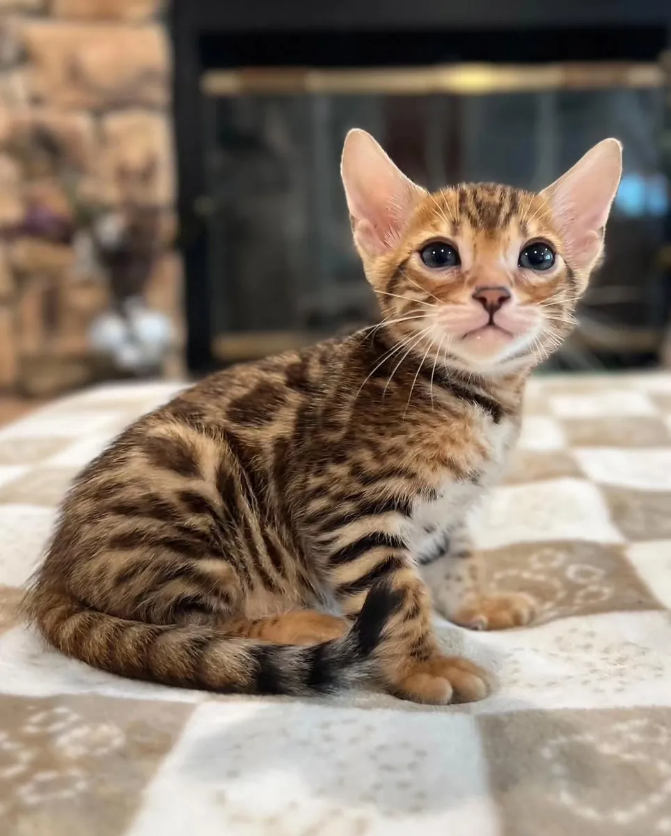Espectaculares gatitos de raza bengalí