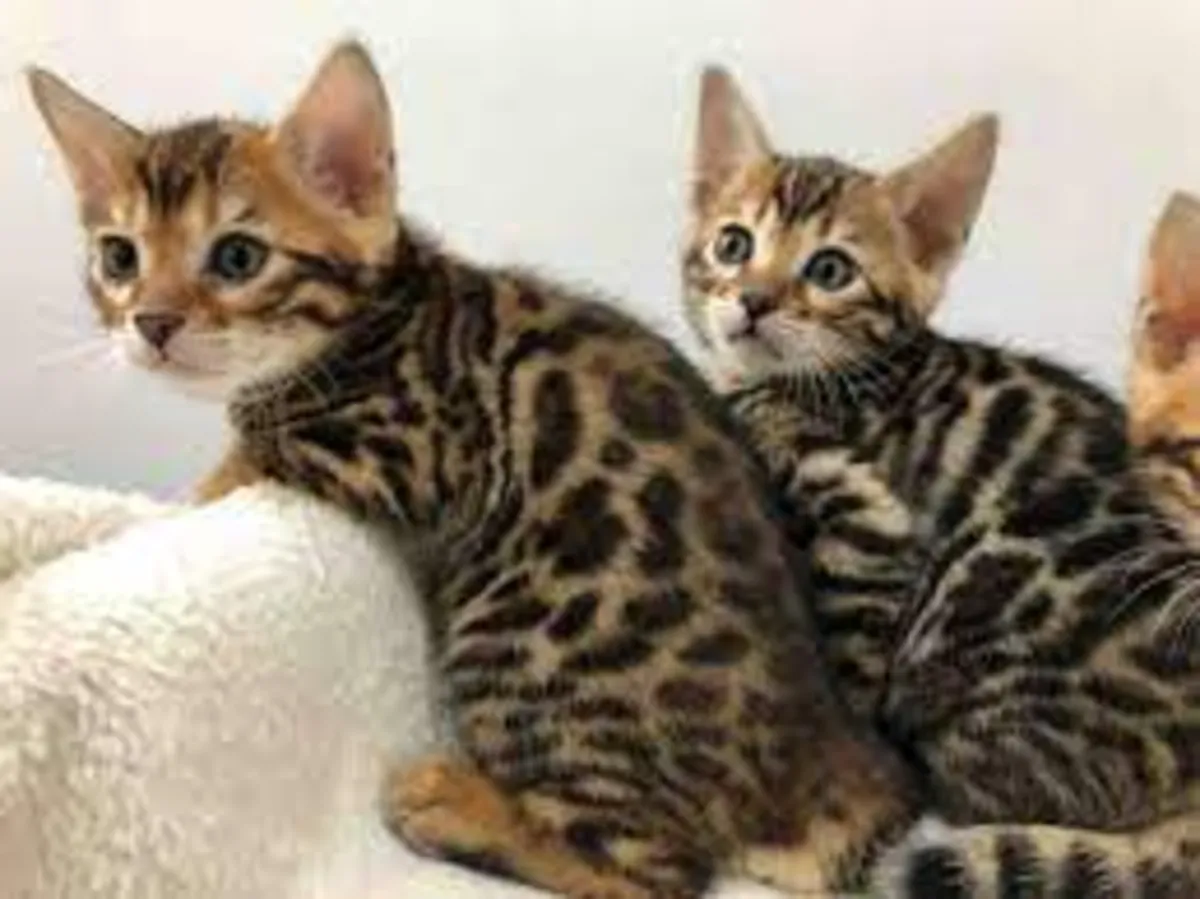 Muhteşem Bengal kedileri (erkek ve dişi)