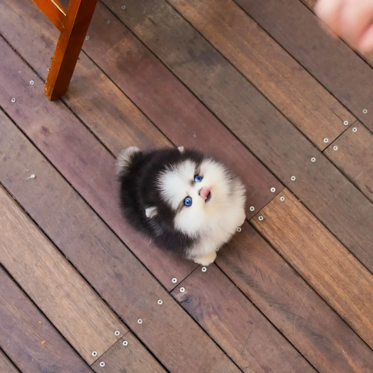 🐶❤️ Очаровательный Пухлый Рыжий Щенок Померанца – Носа
